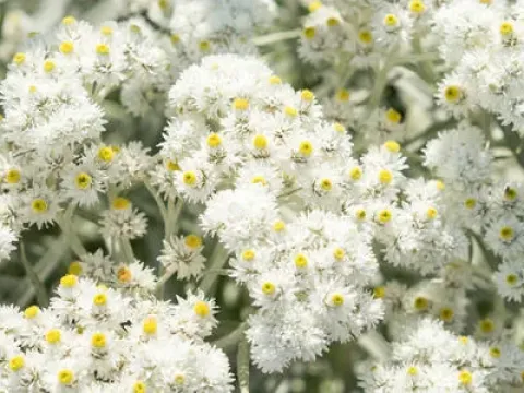 Anaphalis sinica