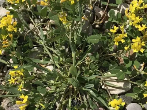 Trigonella spruneriana