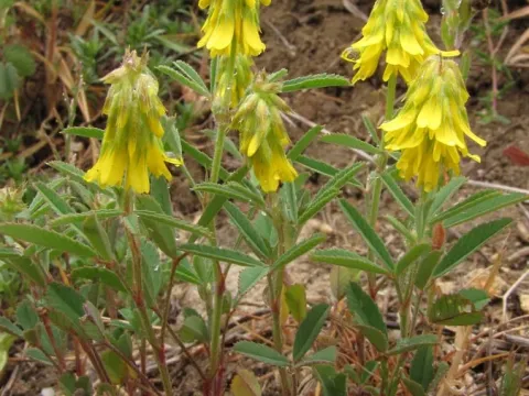 Trigonella spicata