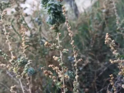 Salsola boissieri