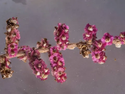 Солянка круглолистная