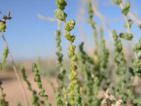 Salsola gaetula