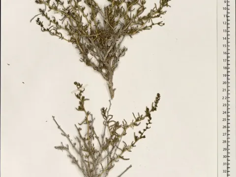 Salsola schweinfurthii