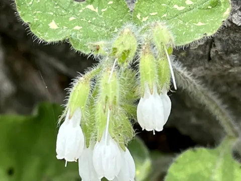 Окопник короткочашечковый
