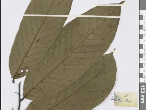 Cyathocalyx
