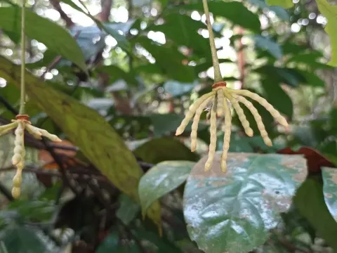 Dasymaschalon