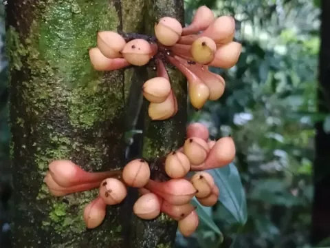 Anaxagorea