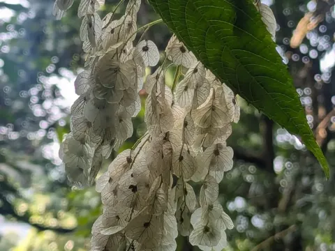 Dobinea