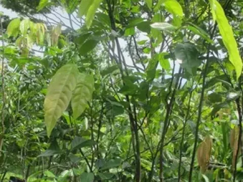 Xerospermum