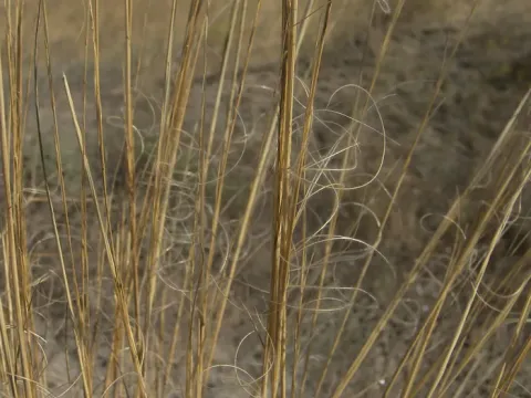 Hohenacker's feather grass
