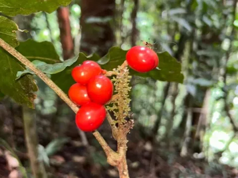 Lepisanthes