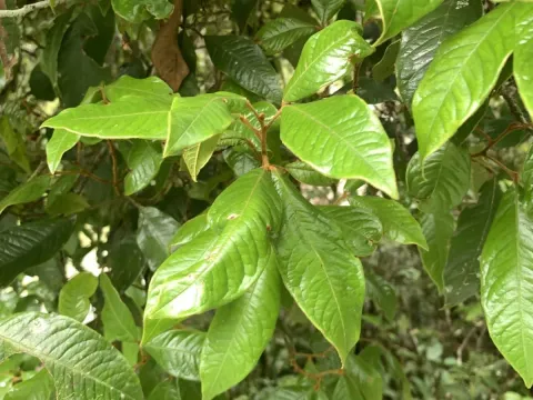 Mischocarpus