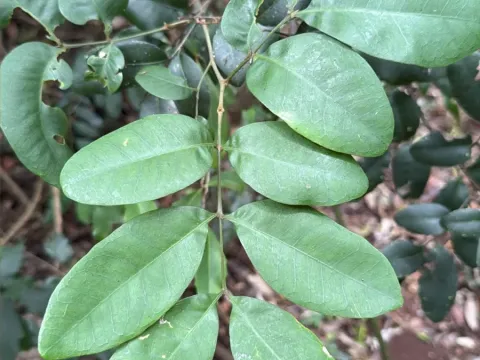Guioa