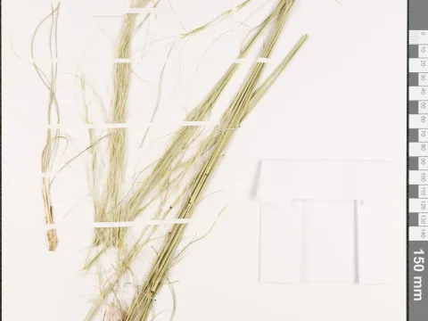 Arabian needlegrass