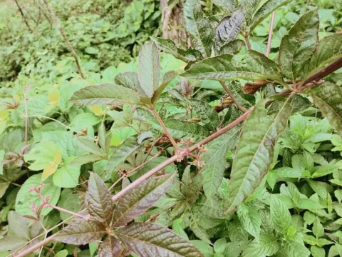 Cissus elongata