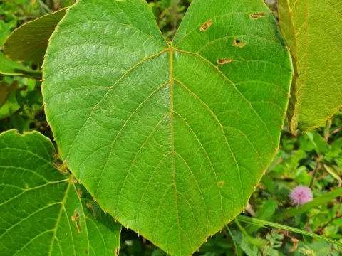 Cissus repanda