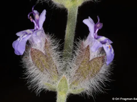 Desert sage