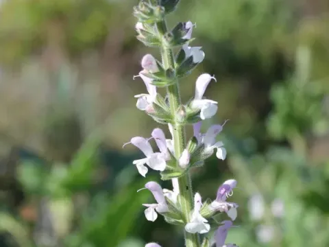 Eig's sage