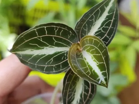 Platythelys sagranus