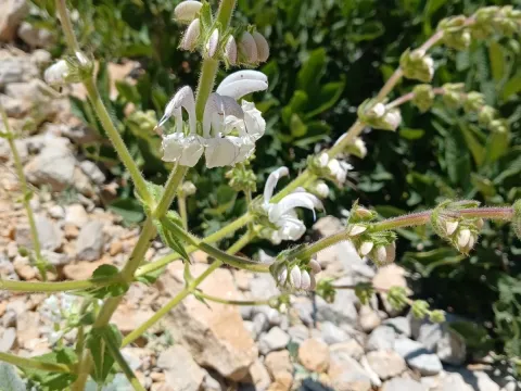 Salvia microstegia