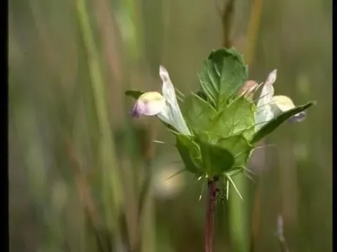 Чистец длинноколосый