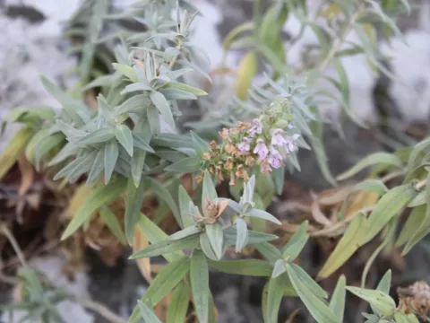 Palestinian woundwort
