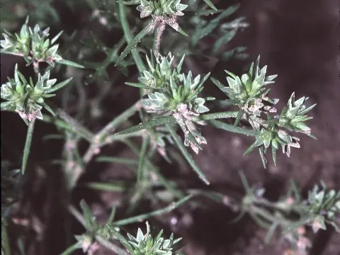 Oriental knawel