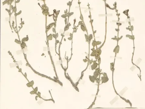 Scutellaria tomentosa