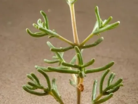Seidlitzia