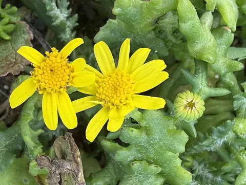 Жовтюх іопський