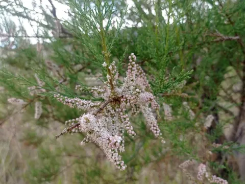 Four-stamen tamarisk