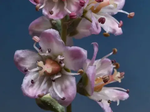 Tamarix passerinoides