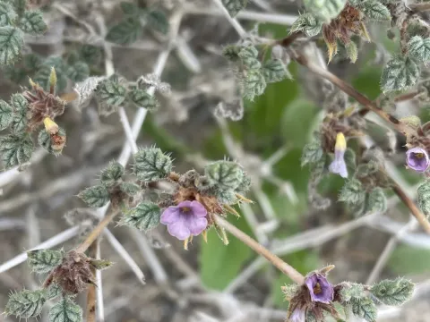 Tiquilia