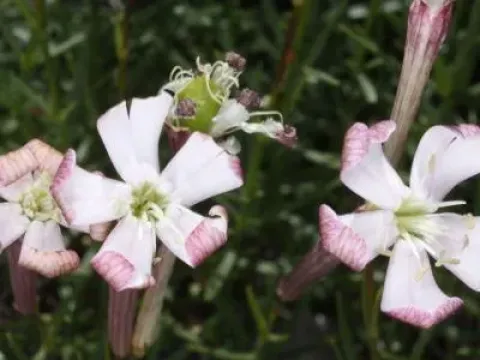 Montbret's germander