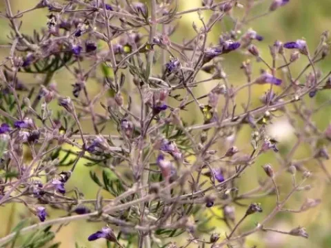 Teucrium parviflorum