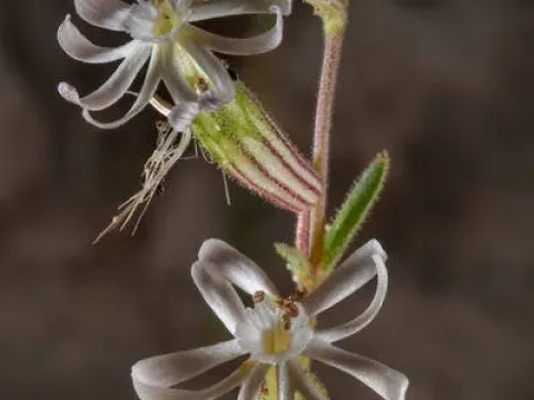 Silene arabica