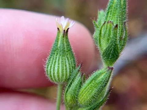 Conical catchfly