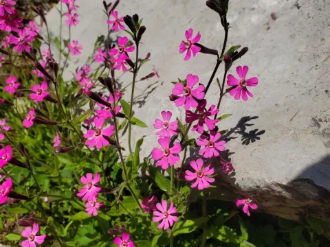Damask campion