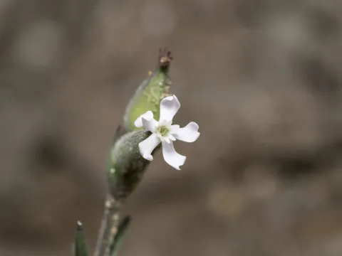 Silene macrodonta