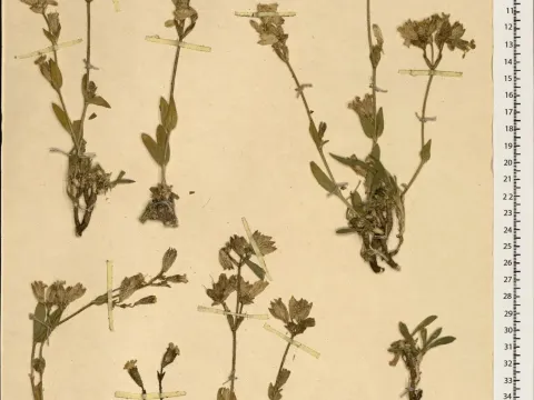 Silene odontopetala