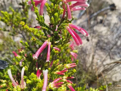 Erica discolor