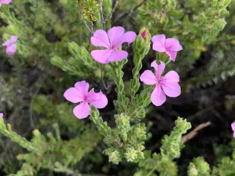 Acmadenia mundiana