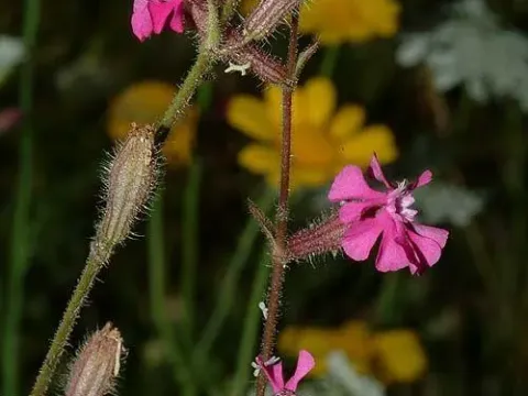 Silene palaestina