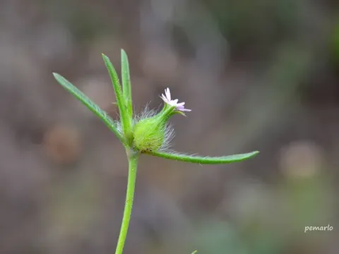 Three-toothed catchfly