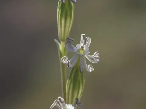 Silene vivianii