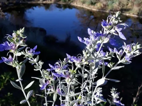 Teucrium pruinosum