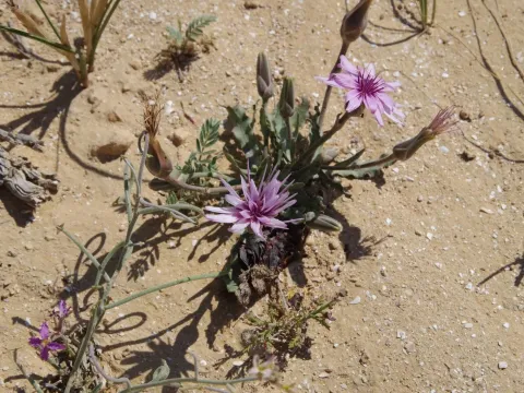 Tragopogon collinus