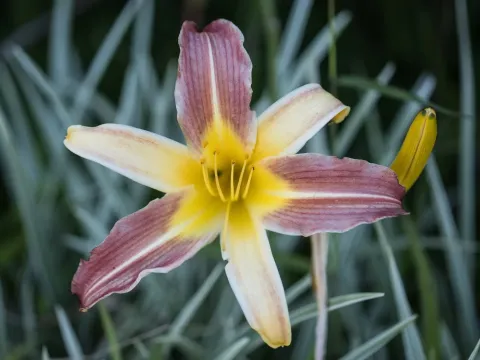 Daylily