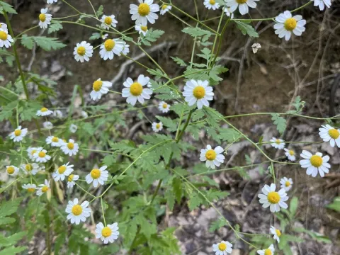 Tanacetum partheniifolium