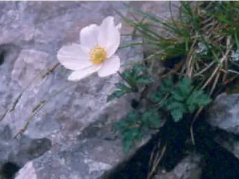 Rock anemone